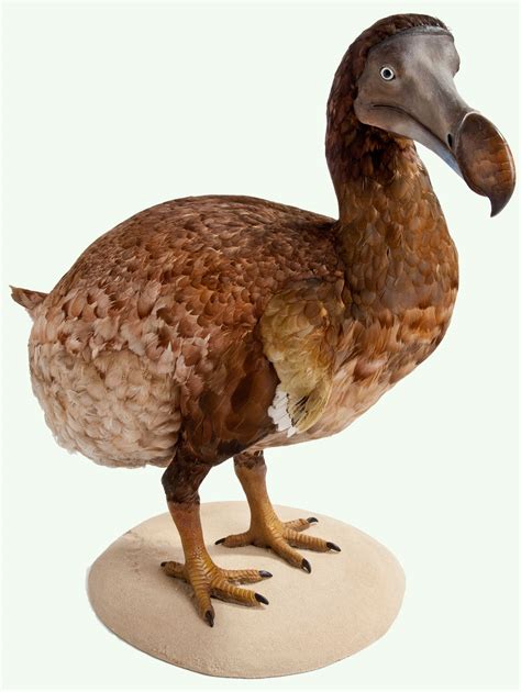 natureplus whats    museum tags dodo