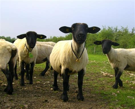 suffolk sheep sheared  photo  freeimages