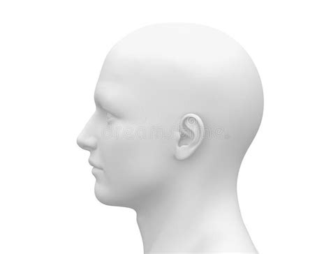 blank white male head side view model blank white male head side