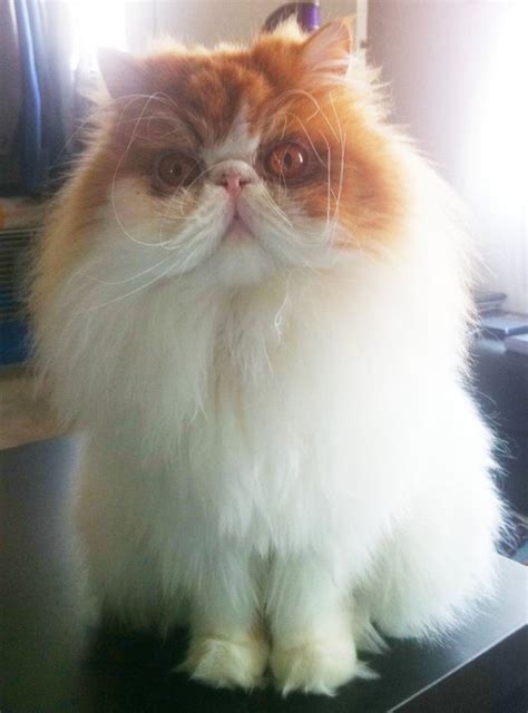 trogsly reddit user s persian kitty might be the new grumpy cat photos