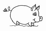 Porc Colorat Planse Desene Animale Domestice Porci Piglets Pigs Purcei Purcelusi Purcel Porcul Poze Print Gradinita Mamifere sketch template