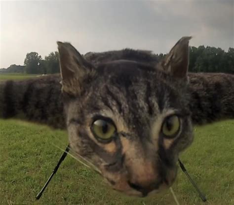 flying cat drone joke jet