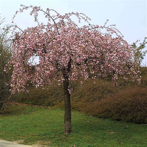 jap haenge bluetenkirsche prunus serrulata kiku shidare zakura rosa