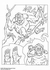 Orangutan Coloring Pages 31kb Printable Edupics Books Large sketch template