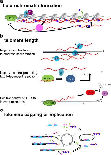 Roles Of Telomeric Repeat Containing Rna Terra A In Heterochromatin