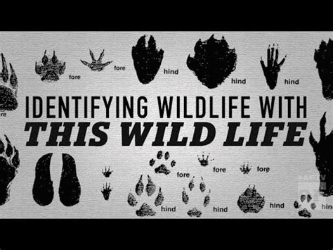 identifying wildlife   wild life youtube