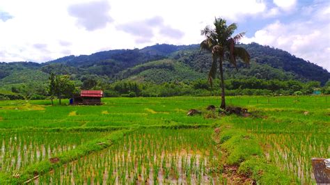 66 Tren Gaya Gambar Pemandangan Sawah Padi Pemandangan Pantai