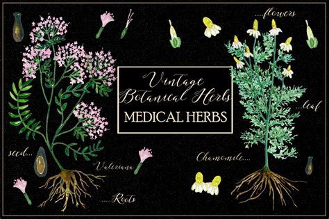 vintage botanical herbs  labfcreations thehungryjpeg