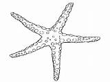Drawing Starfish Star Sea Template Coloring Getdrawings sketch template