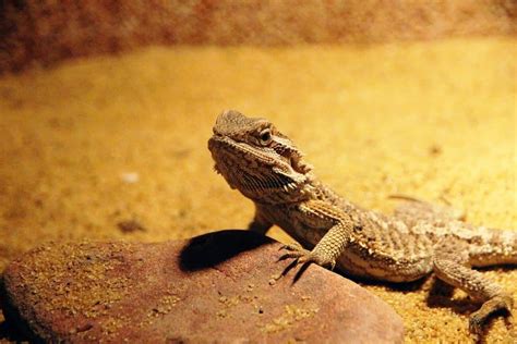 bearded dragons good pets  definitive answer