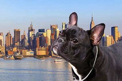york city         pets  animal