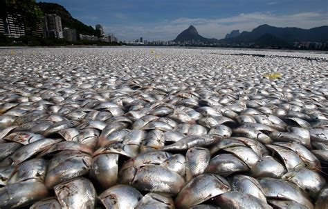 lagoon  rio de janeiro   polluted  thousands  fish  floated  dead photo