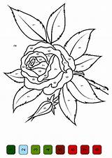 Number Color Coloring Pages Flower Rose Printable Kids Print Printables Flowers Numbers Paint Momjunction Sheets Beautiful 1000 Pattern Adult Choose sketch template
