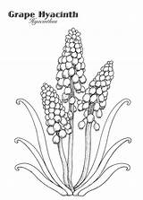 Hyacinth Grape Drawing Coloring Water Flower Printable Pages Drawings Getcolorings Stamps Mouse House рисунки Paintingvalley выбрать доску Google sketch template