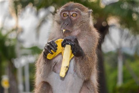 de aap eet banaan stock foto image  makaak bont harig
