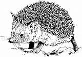 Hedgehog Herisson Erizo Gabarit sketch template