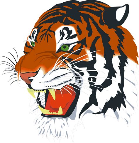 clipart tiger bengal tiger clipart tiger bengal tiger transparent