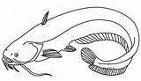 Catfish Ikan Lele Mewarnai Poisson Sum Putih Hitam Ryba Sketsa Menggambar Kolorowanka Coloringbay Druku Tawar Hias Cupang Malowankę Wydrukuj Drukowanka sketch template