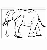 Elefant Colorat Elefanti Planse Clopotel Desene Plansa Elefantul sketch template