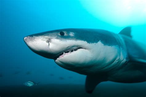 heres  sharks  cool data   news