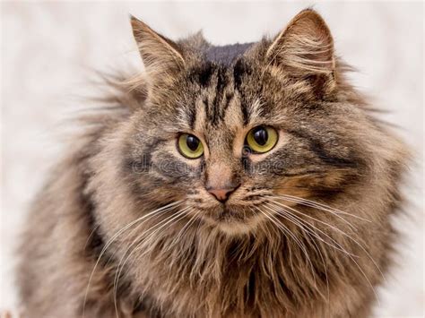 fluffy brown cat stock photo image  mammal high breed