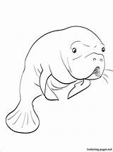 Manatee Coloring Pages Printable Getcolorings Color Sea sketch template