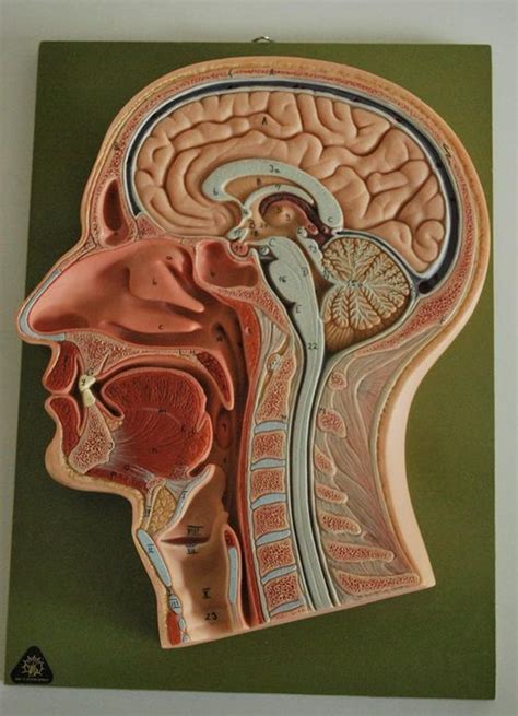 somso anatomical model  head cross section catawiki
