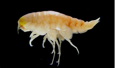 scientists find incredibly high levels of pollution in the mariana trench including low sodium
