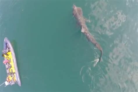 drone captures footage  huge shark swimming  ireland coast