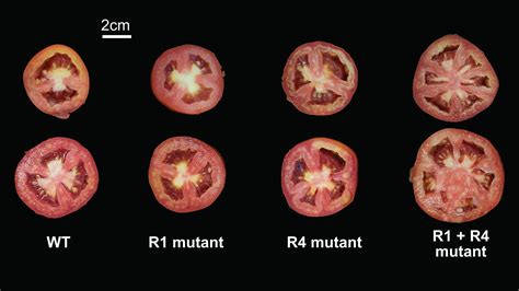 predicting effects  genetic mutations  tomato genes