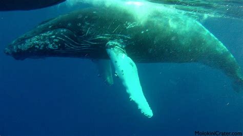 wildest whale   video  breach   snorkelers