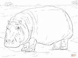 Coloring Hippopotamus Pages Hippo Hippopotamuses Printable Search sketch template