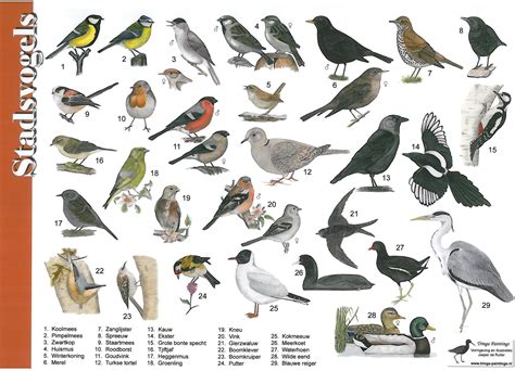 zoekkaart stadsvogels leuk om te doen met kinderen natuur vogels dieren