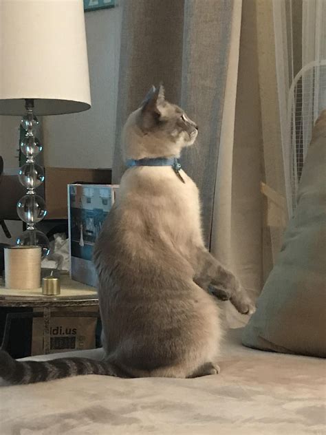 isnt  cat standing beautiful cat stands cats cute cats