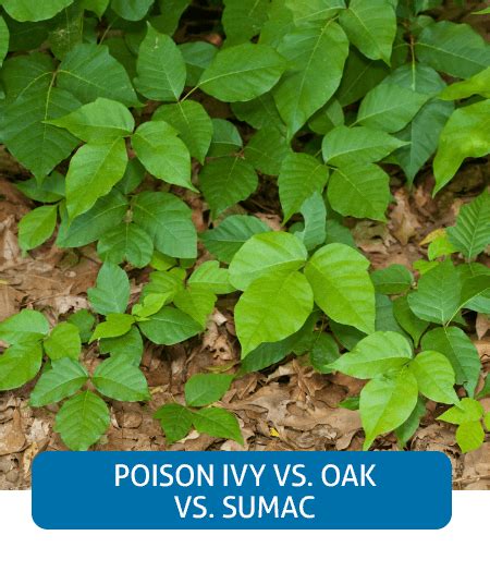 Insta Landingpage Poison Ivy Vs Oak Vs Sumac Ohiohealth