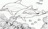 Dolphin Coloring Dolphins Underwater Creature sketch template