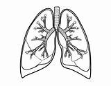 Pulmones Bronquios Colorear Humano Polmoni Bronchi Lung Lungs Pulmons Disegno Dibuix Desenho Pulmões Bronchus Cuerpo Stampare Anatomía Umano Pulmoes Dibuixos sketch template