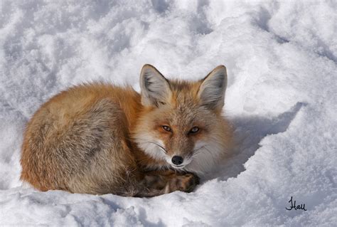 All Snuggled Up Red Fox In Snow 7819a T B Jen Hall