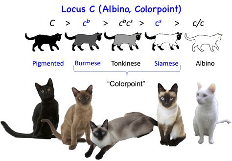 Rare Cat Eye Color Chart