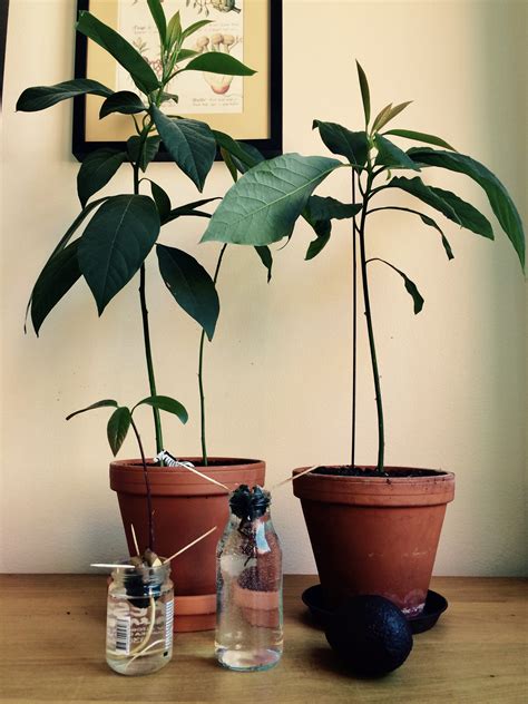 How To Grow An Avocado Tree In Your Apartment How Tos Apartment