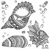 Zentangle Seashells sketch template
