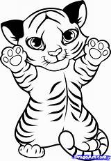 Coloring Tiger Pages Cute Clipart Library sketch template