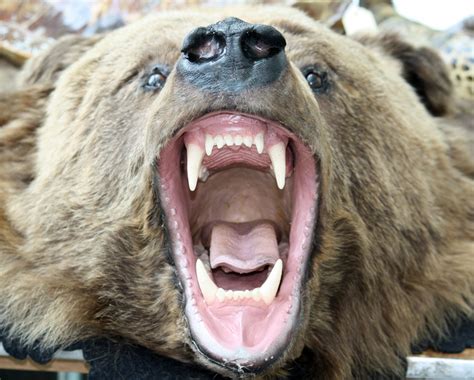 grizzly bearing  fangs image  stock photo public domain photo cc images
