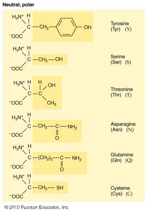 polar  nonpolar amino acids list slidesharetrick