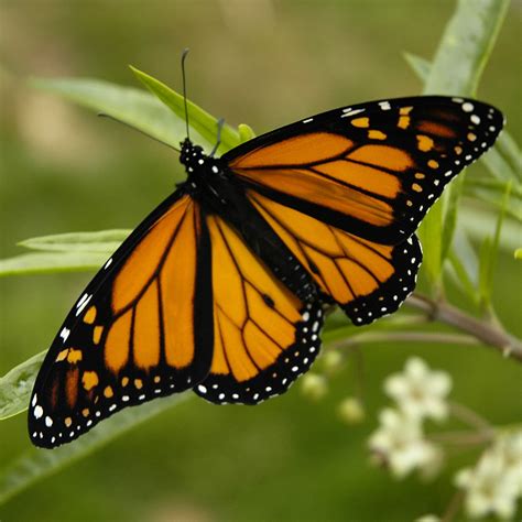 filemonarch butterfly       pmjpg wikimedia commons