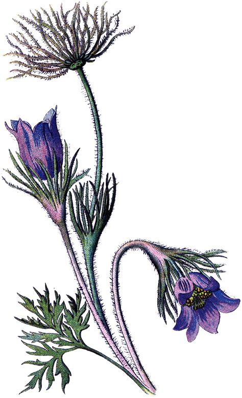 vintage purple wildflower image the graphics fairy