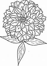 Zinnia Coloring Pages Flower Clipart Drawing Printable Color Supercoloring Version Click Border Getcolorings Zinnias Online Designlooter Getdrawings Compatible Tablets Ipad sketch template