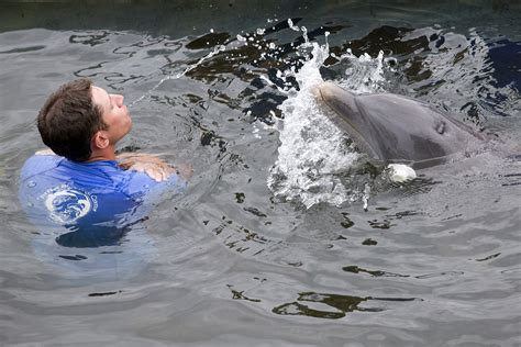 dolphins  problem solve  humans study   boston globe