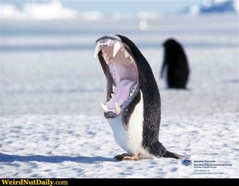 funny pictures  weirdnutdaily killer penguin