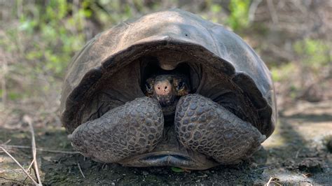 giant tortoise feared extinct rediscovered   galapagos   years gizmodo australia